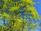 Beautiful tree with fresh bright green foliage in front of dark blue sky