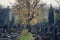 Beautiful tree among graves, autumn on cemetery, Prague, Czech Republic, sunny day, All souls day