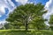 Beautiful tree on hill in Spring