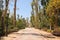 Beautiful tree lined paths in Ribalta Park, CastellÃ³n, Valencia, Spain.