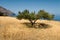 A beautiful tree in the middle of a field near Diafani, Karpathos island