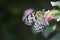 Beautiful Tree Nymph Butterfly in the Wild