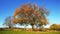 Beautiful tree with orange leaves on a meadow