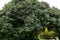 Beautiful tree Phillyrea Latifolia Media  commonly known as Jasmine Box, Green Olive Tree or Mock Privet.