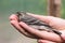 Beautiful tree pipit bird with open beak in woman\'s hand