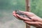 Beautiful tree pipit bird with open beak in woman`s hands