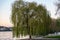 Beautiful tree at the Rhine in Koblenz, Germany