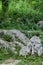 Beautiful tree in rocks. Beautiful closup on wild nature