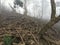 Beautiful tree roots near Guna cave in Kodaikanal, Tamilnadu.