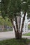 Beautiful tree on Rose Fitzgerald Kennedy Greenway in Boston