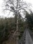 A beautiful tree scene near by hanging bridge in  Nepal