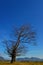 Beautiful tree silhouette , whit blue sky background