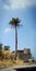 Beautiful tree on Sinhgad fort near Pune city, Maharashtra,India