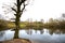 Beautiful tree sits on the bank of a lake