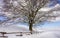 a beautiful tree between the sky and the snow