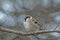 A beautiful tree sparrow stands on a branch without leaves, observing the autumn gray environment