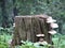 beautiful tree stump potrait shot