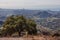 Beautiful tree on the top of Kenter Trail Hike overlooking West Los Angeles: Santa Monica, Venice, Beverly Hills