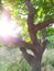 Beautiful tree trunk of sun-drenched branches in lush nature pregnant with green