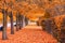 Beautiful tree tunnel in the Regent`s Park of London