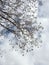 Beautiful tree with white fluff, Lithuania