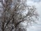 Beautiful tree with white fluff, Lithuania