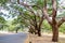 Beautiful trees alongside the road at Centennial Park, Sydney, Australia.