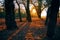 Beautiful trees in the autumn forest near the river, bright sunlight at sunset