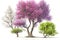 Beautiful Trees in bloom Spring Season, popular blooming trees