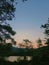 beautiful trees and cool lake at sunset