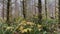 Beautiful Trees covered with moss in the foreground bushes with yellow leaves at fall