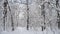 Beautiful trees forest covered in snow.