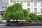 beautiful trees in front of historic buldings in Mulhouse - France