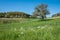Beautiful trees on the grass-covered field captured in Unter-Ostern, Odenwald in Germany