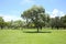 Beautiful trees and grass at Holiday Park in Fort Lauderdale