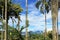 Beautiful trees with hanging lichens, flowers and fruits, El Jardin, Antioquia, Clombia