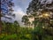 Beautiful Trees, jungle sunset mountains of uttarakhand