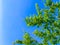 Beautiful trees leaf over blue sky