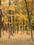 The beautiful trees and leaves turn yellow in autumn season in Nakajima Park.