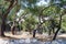 Beautiful trees in Marseille, next to the Basilique Notre-Dame de la Garde, la Bonne MÃ¨re / The Basilica of Our Lady of the Guard