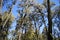 beautiful trees on Mount Semeru Indonesia