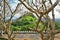 Beautiful trees and plants around Dambulla Temple, Sri Lanka