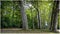 Beautiful trees and plants in the park  of the Golden Head, aka Parc de la Tete d'Or in Lyon, France