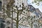 Beautiful trees Platanus trees with large branches on the street against the background of houses in the European city