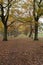 Beautiful trees in regents park  UK