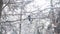 Beautiful trees at winter season with birds frozen trees against a blue sky