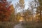 Beautiful trees with yellow golden foliage in autumn forest, golden fairytale, beauty in nature