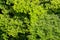 Beautiful treetops with green leaves of chestnut trees, aerial view