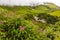 Beautiful Trek in Uttarakhand called Valley of Flowers in Himalayas