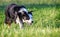 Beautiful tri-coloured border collie sheepdog stalking in a field